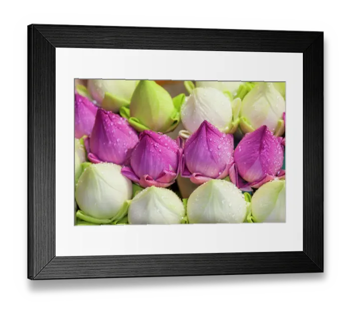 Framed Print : Chiang Mai, Thailand. Purple and white lotus flowers Framed Print : Chiang Mai, Thailand. Purple and white lotus flowers