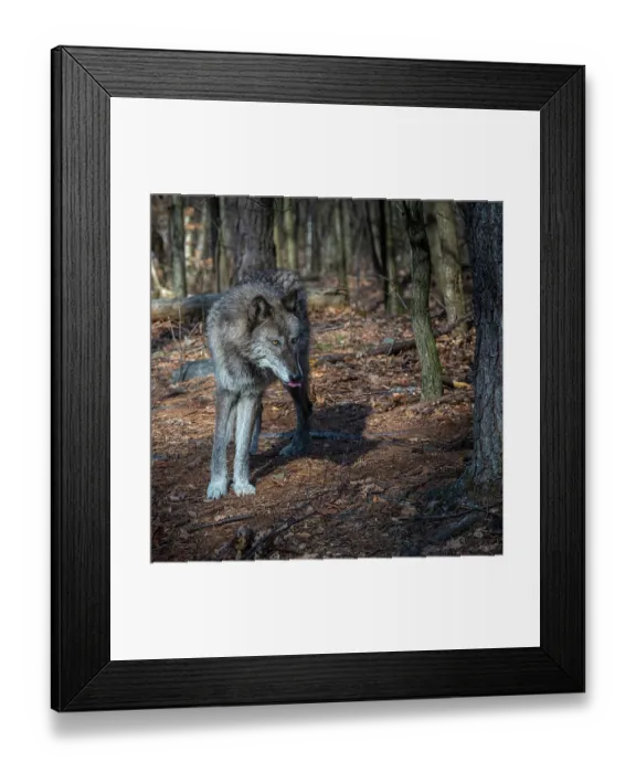 Framed Print : USA, New Jersey, Lakota Wolf Preserve. Close-up of wolf Framed Print : USA, New Jersey, Lakota Wolf Preserve. Close-up of wolf