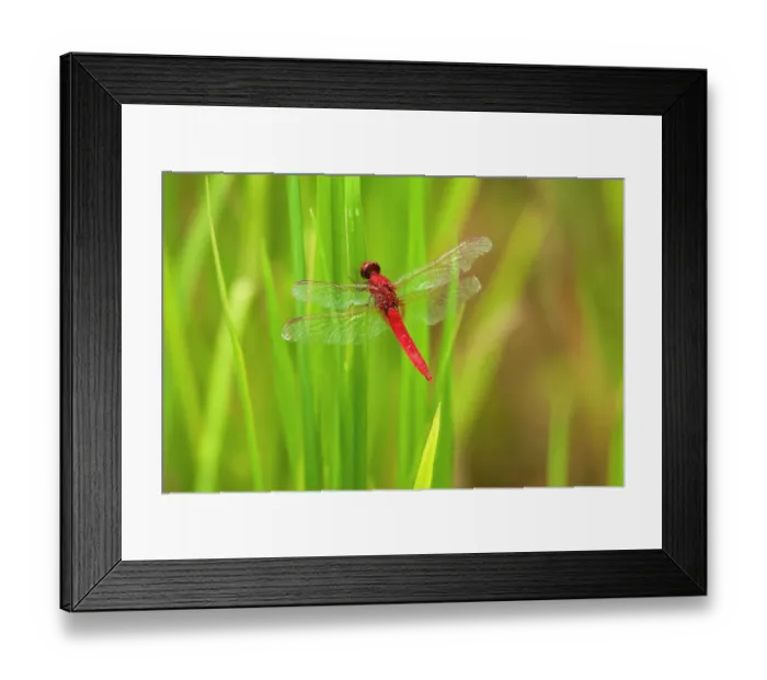 Framed Print : Chiang Mai, Thailand. Red Dragonfly, Orthetrum testaceum, also known as Scarlet Skimmer