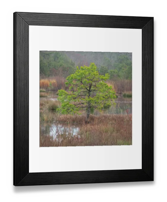 Framed Print : USA, New Jersey, Pine Barrens National Preserve. Pine trees in swamp Framed Print : USA, New Jersey, Pine Barrens National Preserve. Pine trees in swamp