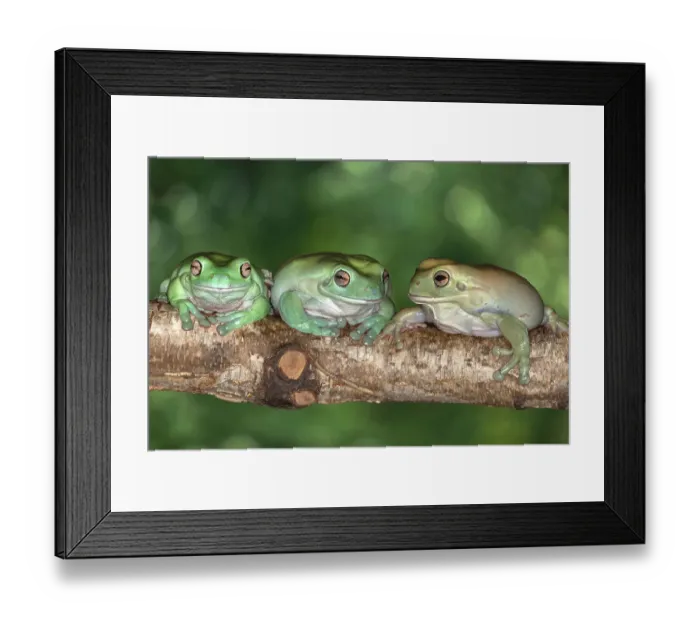 Framed Print : Australia. White's tree frogs on log Framed Print : Australia. White's tree frogs on log
