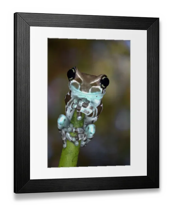 Framed Print : Australia. White's tree frog grasping plant stem Framed Print : Australia. White's tree frog grasping plant stem