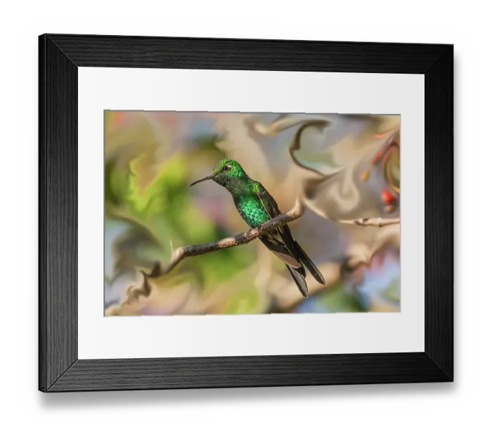 Framed Print : Cuba. An artistic rendering of a bee hummingbird Framed Print : Cuba. An artistic rendering of a bee hummingbird