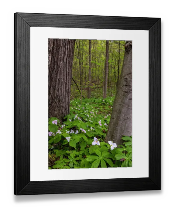 Framed Print : Trillium wildflowers at Goll Woods Nature Preserve near Archbold, Ohio, USA Framed Print : Trillium wildflowers at Goll Woods Nature Preserve near Archbold, Ohio, USA