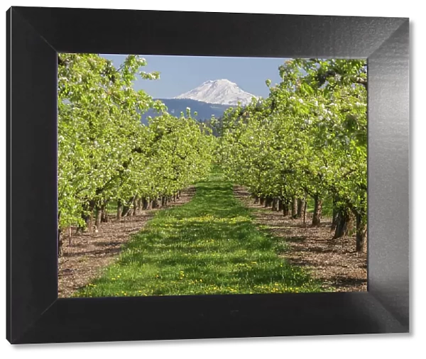 USA, Oregon. Mt. Adams as seen from a fruit orchard in bloom