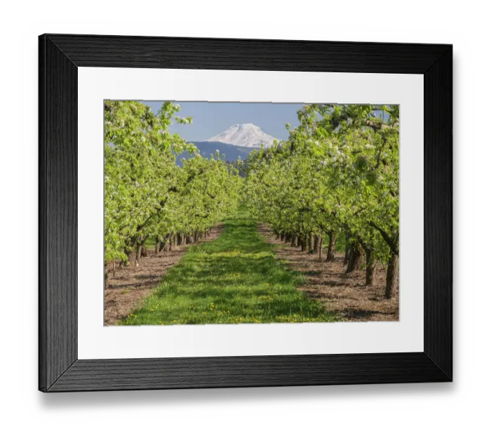 Framed Print : USA, Oregon. Mt. Adams as seen from a fruit orchard in bloom Framed Print : USA, Oregon. Mt. Adams as seen from a fruit orchard in bloom