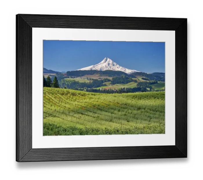 Framed Print : USA, Oregon. Mt. Hood in the distance with fruit orchards in the foreground