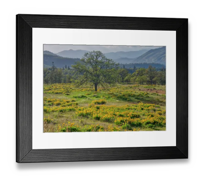 Framed Print : USA, Oregon. Lone tree in a field of Arrowleaf Balsamroot with mountains in the distance