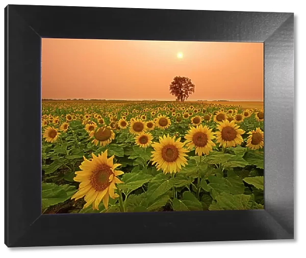 Canada, Manitoba, Dugald. Field of sunflowers and cottonwood tree at sunset