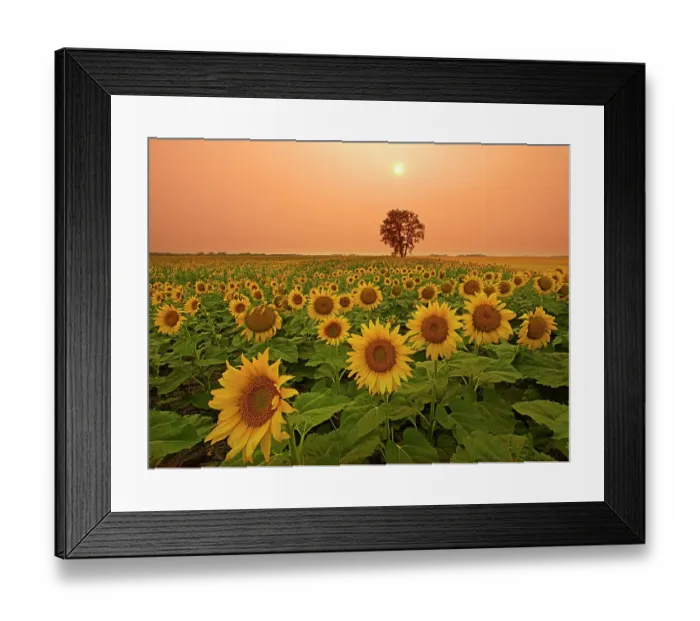 Framed Print : Canada, Manitoba, Dugald. Field of sunflowers and cottonwood tree at sunset