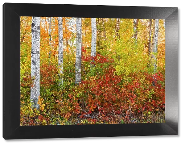 Canada, Manitoba. Autumn colors Hecla-Grindstone Provincial Park