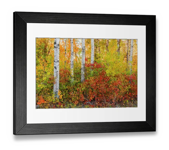 Framed Print : Canada, Manitoba. Autumn colors Hecla-Grindstone Provincial Park Framed Print : Canada, Manitoba. Autumn colors Hecla-Grindstone Provincial Park