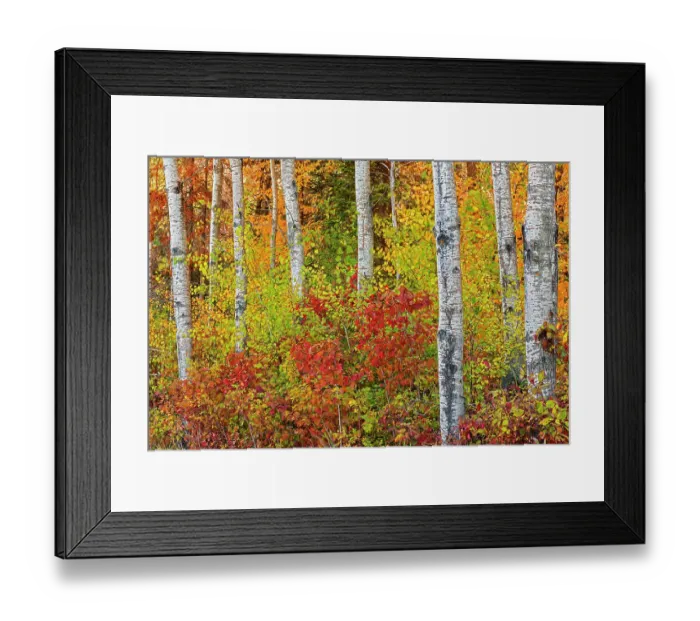 Framed Print : Canada, Manitoba. Autumn colors Hecla-Grindstone Provincial Park Framed Print : Canada, Manitoba. Autumn colors Hecla-Grindstone Provincial Park