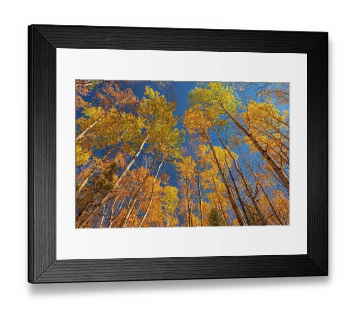 Framed Print : Canada, Manitoba, Duck Mountain Provincial Park. Yellow aspen trees leaves in autumn