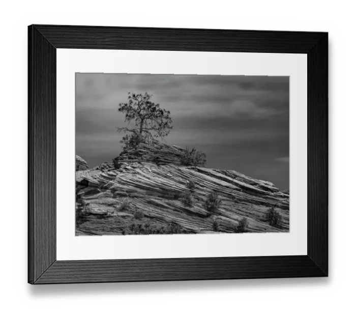 Framed Print : Pine tree struggles for existence atop a rock pile in Zion National Park Framed Print : Pine tree struggles for existence atop a rock pile in Zion National Park