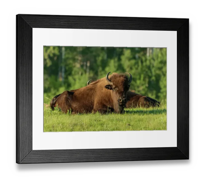 Framed Print : Canada, Manitoba, Riding Mountain National Park. Plains bison adults resting in grass