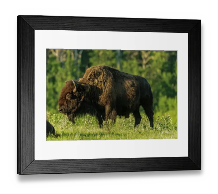 Framed Print : Canada, Manitoba, Riding Mountain National Park. Plains bison adult standing in grass Framed Print : Canada, Manitoba, Riding Mountain National Park. Plains bison adult standing in grass