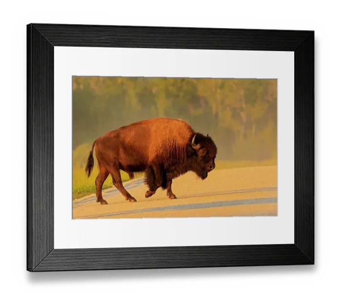 Framed Print : Canada, Manitoba, Riding Mountain National Park. Plains bison adult crossing road Framed Print : Canada, Manitoba, Riding Mountain National Park. Plains bison adult crossing road