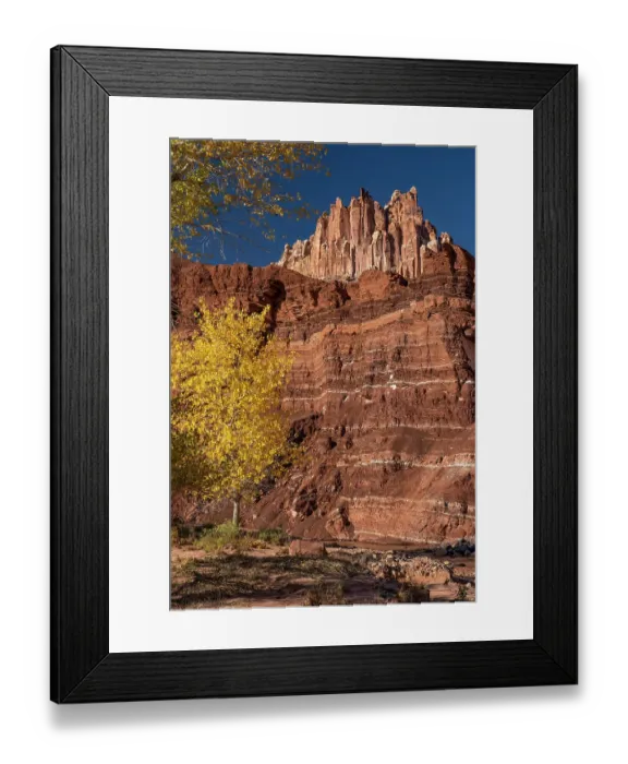 Framed Print : USA, Utah. Autumn cottonwood and the Castle, Capitol Reef National Park Framed Print : USA, Utah. Autumn cottonwood and the Castle, Capitol Reef National Park