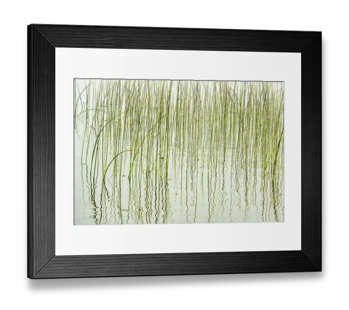 Framed Print : Canada, Manitoba, Wekusko Falls Provincial Park. Reeds reflect patterns in Wekusko Lake