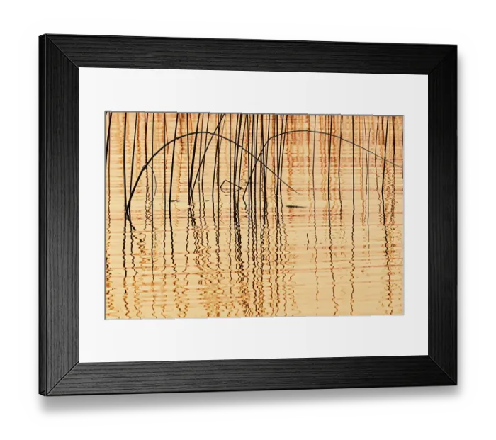 Framed Print : Canada, Manitoba, Wekusko Falls Provincial Park. Reeds reflect patterns in Wekusko Lake
