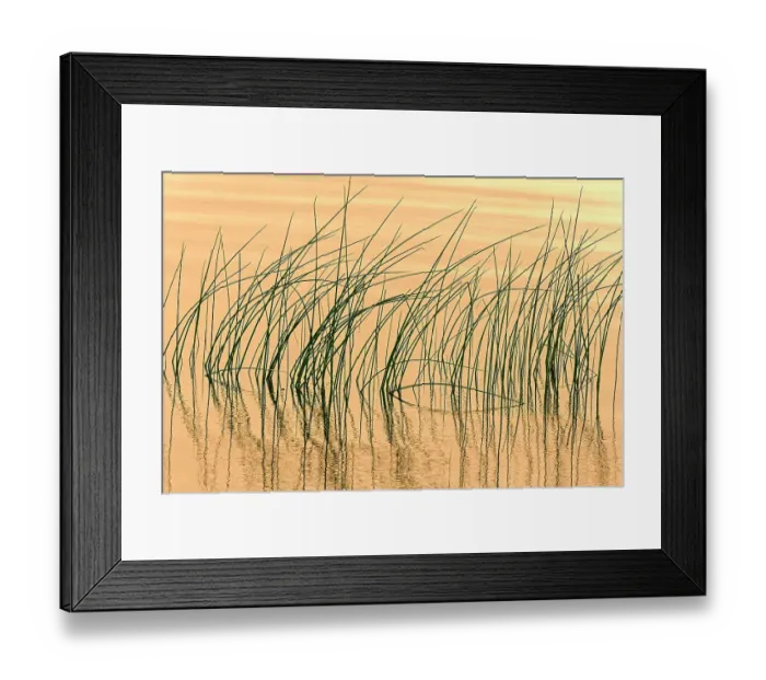 Framed Print : Canada, Manitoba, Wekusko Falls Provincial Park. Reeds reflect patterns in Wekusko Lake Framed Print : Canada, Manitoba, Wekusko Falls Provincial Park. Reeds reflect patterns in Wekusko Lake