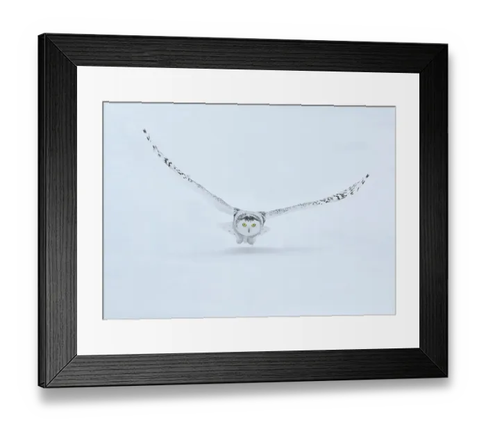 Framed Print : Canada, Ontario, Barrie. Female snowy owl in flight over snow Framed Print : Canada, Ontario, Barrie. Female snowy owl in flight over snow