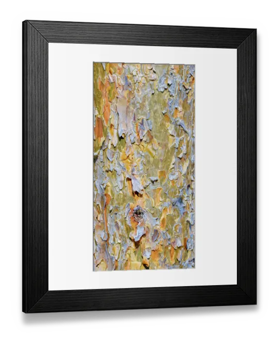 Framed Print : Bark of a pine (Pinus). Autumn in a mixed forest at the canopy walk near Althodis in the nature park Geschriebenstein. Austria, Burgenland Framed Print : Bark of a pine (Pinus). Autumn in a mixed forest at the canopy walk near Althodis in the nature park Geschriebenstein. Austria, Burgenland