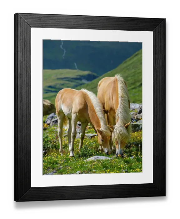 Framed Print : Haflinger Horse on its mountain pasture (Shieling) in the Otztal Alps (Obergurgl, Rotmoostal). Austria, Tyrol Framed Print : Haflinger Horse on its mountain pasture (Shieling) in the Otztal Alps (Obergurgl, Rotmoostal). Austria, Tyrol