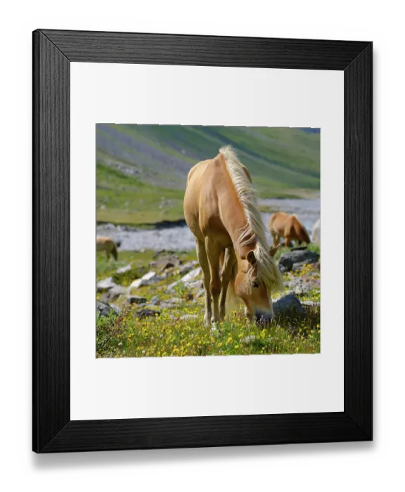 Framed Print : Haflinger Horse on its mountain pasture (Shieling) in the Otztal Alps (Obergurgl, Rotmoostal). Austria, Tyrol