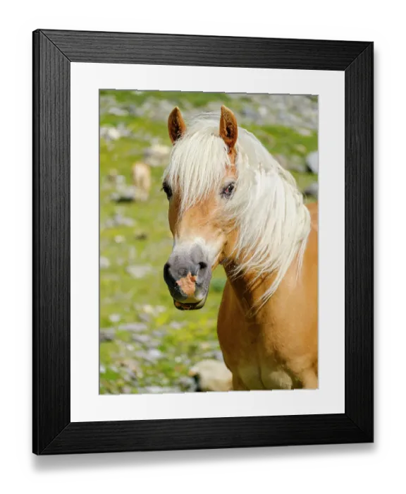 Framed Print : Haflinger Horse on its mountain pasture (Shieling) in the Otztal Alps (Obergurgl, Rotmoostal). Austria, Tyrol