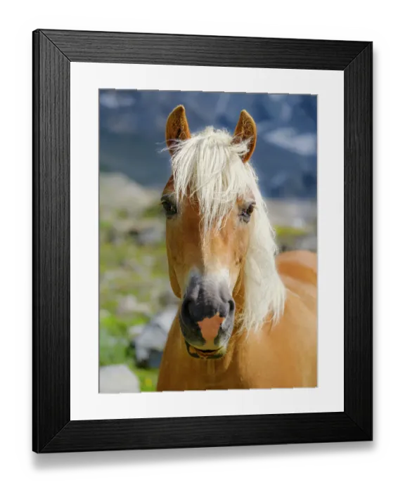 Framed Print : Haflinger Horse on its mountain pasture (Shieling) in the Otztal Alps (Obergurgl, Rotmoostal). Austria, Tyrol Framed Print : Haflinger Horse on its mountain pasture (Shieling) in the Otztal Alps (Obergurgl, Rotmoostal). Austria, Tyrol