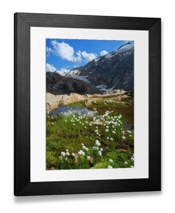 Framed Print : Scheuchzers cotton gras or white cotton grass in front of the glacier Gurgler Ferner in the valley Gurgler Tal. Otztal Alps in the Naturepark Otztal. Europe, Austria, Tyrol Framed Print : Scheuchzers cotton gras or white cotton grass in front of the glacier Gurgler Ferner in the valley Gurgler Tal. Otztal Alps in the Naturepark Otztal. Europe, Austria, Tyrol