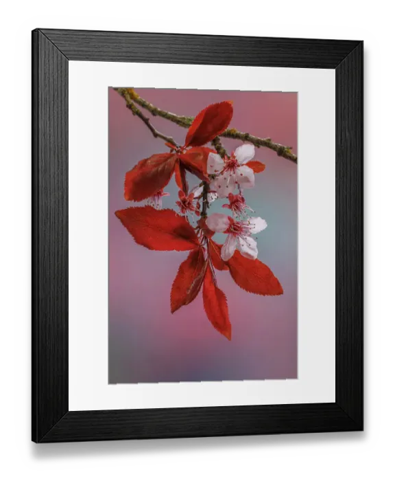 Framed Print : USA, Washington, Seabeck. Flowering plum tree in spring Framed Print : USA, Washington, Seabeck. Flowering plum tree in spring