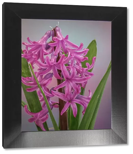 USA, Washington, Seabeck. Pink hyacinth flowers