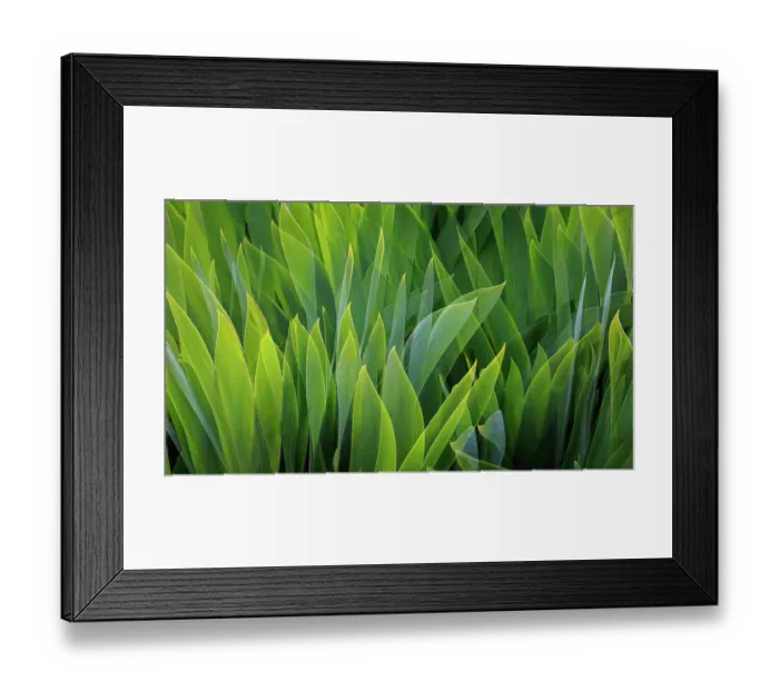 Framed Print : USA, Washington, Seabeck. Composite of iris leaves Framed Print : USA, Washington, Seabeck. Composite of iris leaves