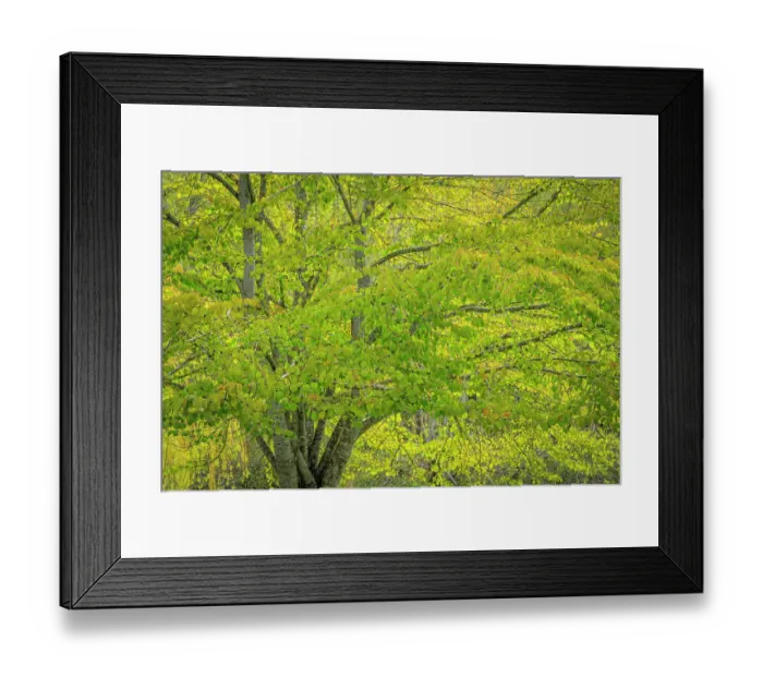 Framed Print : USA, Washington, Seabeck. Katsura tree in spring Framed Print : USA, Washington, Seabeck. Katsura tree in spring