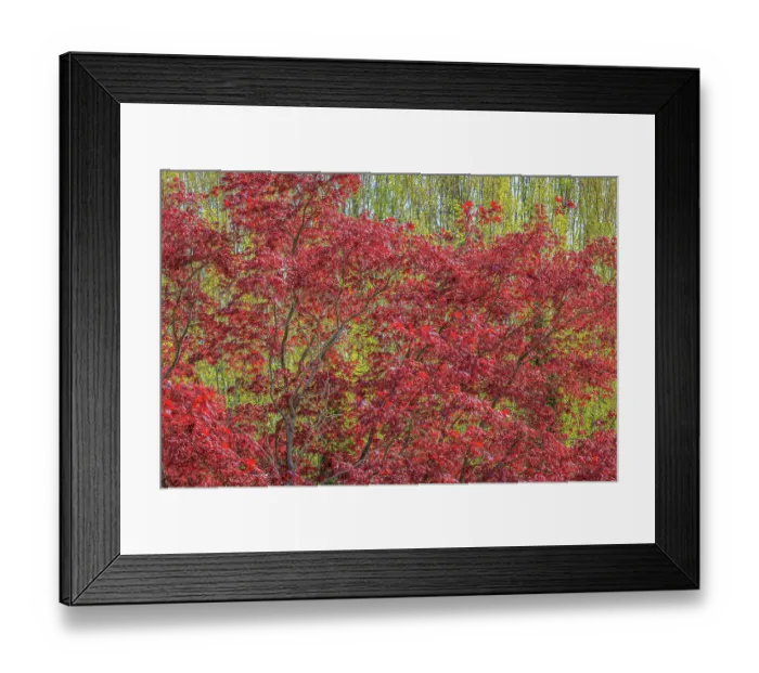 Framed Print : USA, Washington, Seabeck. Fall color in Spring