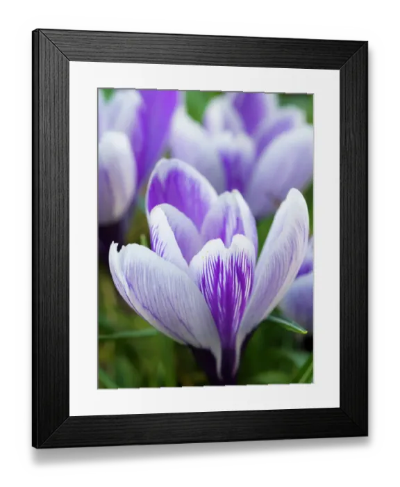 Framed Print : Crocus, variety Pickwick, Germany Framed Print : Crocus, variety Pickwick, Germany