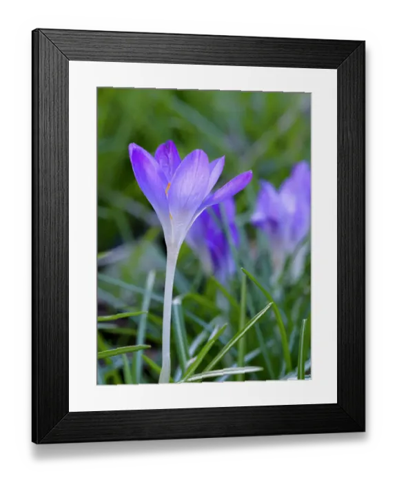 Framed Print : Woodland crocus, Crocus tommasinianus. Germany Framed Print : Woodland crocus, Crocus tommasinianus. Germany