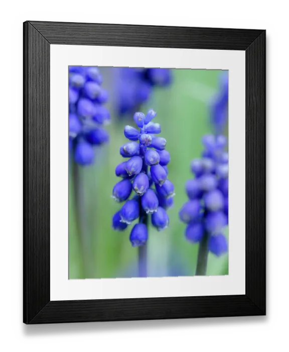 Framed Print : Armenian grape hyacinth. Germany