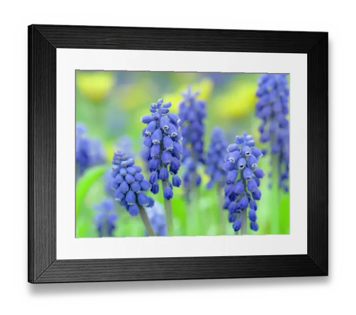 Framed Print : Armenian grape hyacinth. Germany
