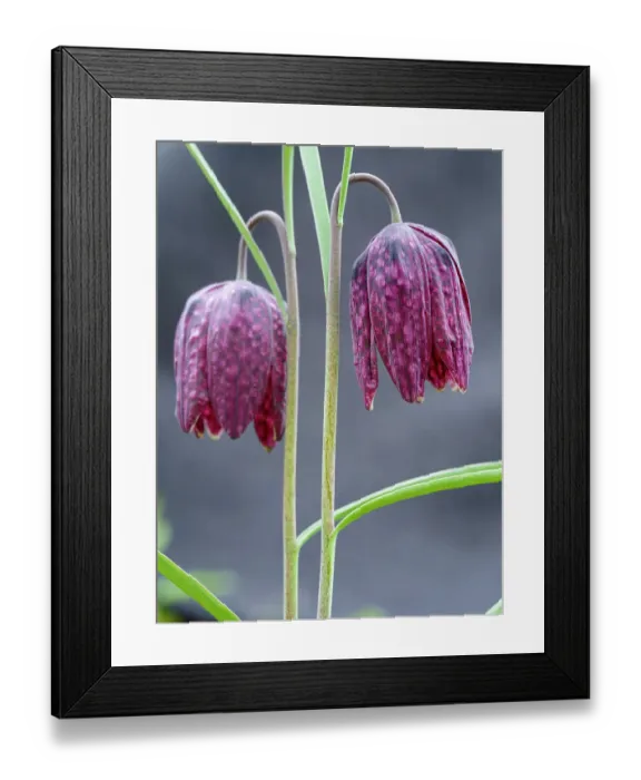 Framed Print : Snakes head or chess flower. Germany Framed Print : Snakes head or chess flower. Germany