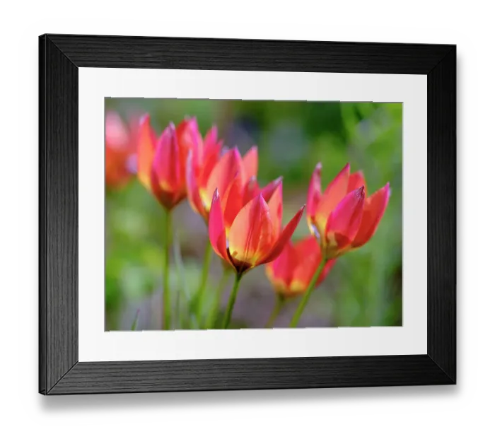 Framed Print : Tulip (Tulipa) variety Little Princess. Germany Framed Print : Tulip (Tulipa) variety Little Princess. Germany