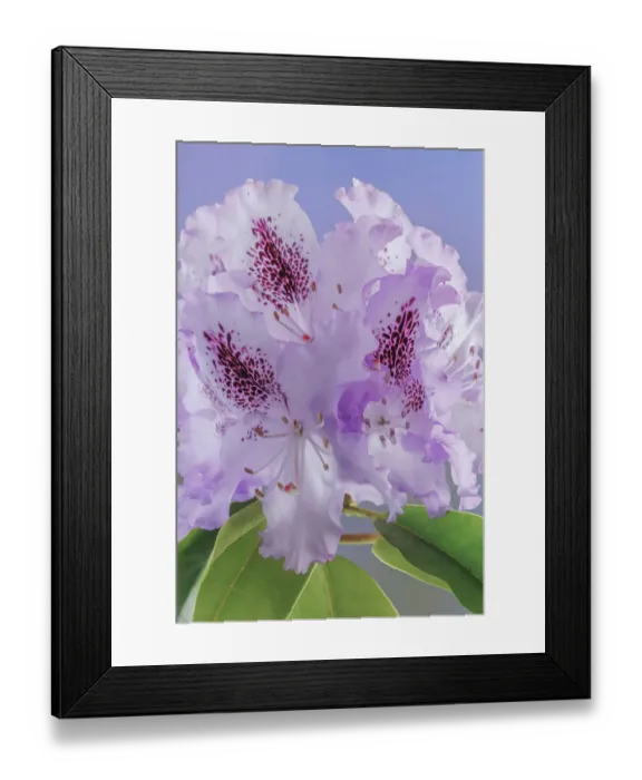 Framed Print : USA, Washington, Seabeck. Rhododendron blossoms close-up Framed Print : USA, Washington, Seabeck. Rhododendron blossoms close-up