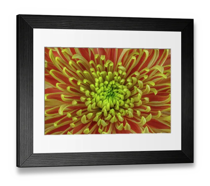 Framed Print : USA, Washington, Seabeck. Close-up of chrysanthemum blossom Framed Print : USA, Washington, Seabeck. Close-up of chrysanthemum blossom