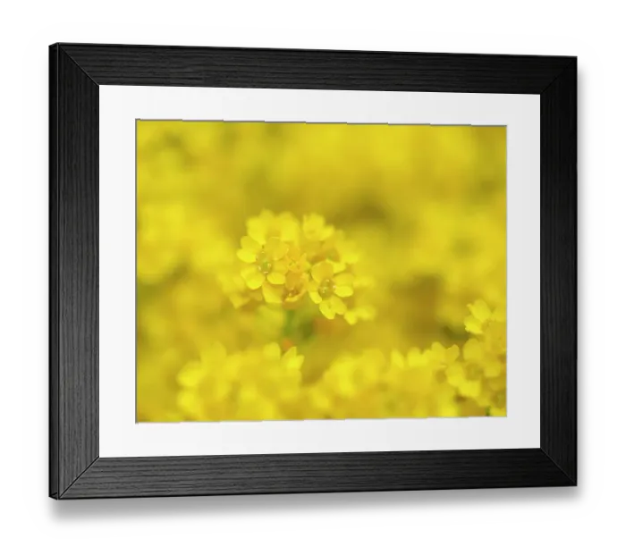 Framed Print : Basket of gold. Germany