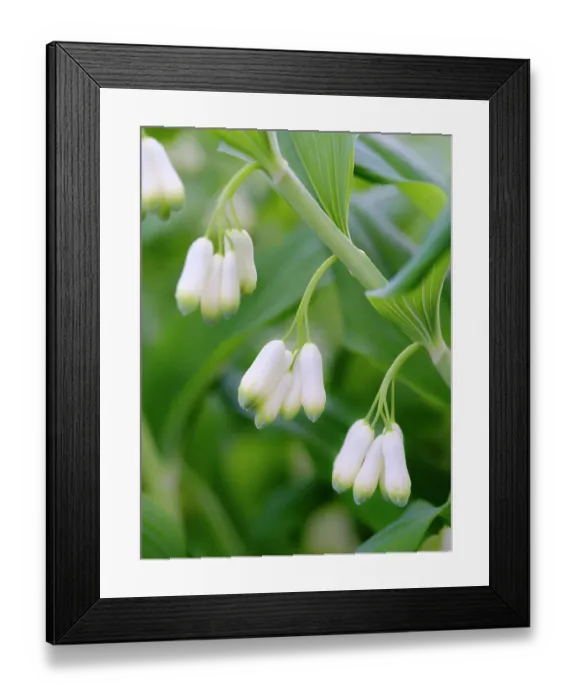 Framed Print : Eurasian Solomons Seal. Germany Framed Print : Eurasian Solomons Seal. Germany