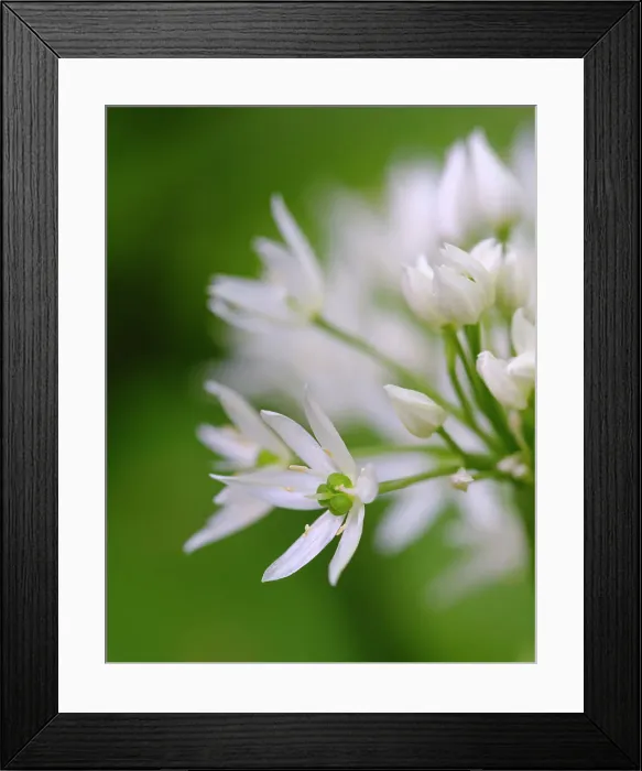 Framed Print : Wild garlic. Germany Framed Print : Wild garlic. Germany