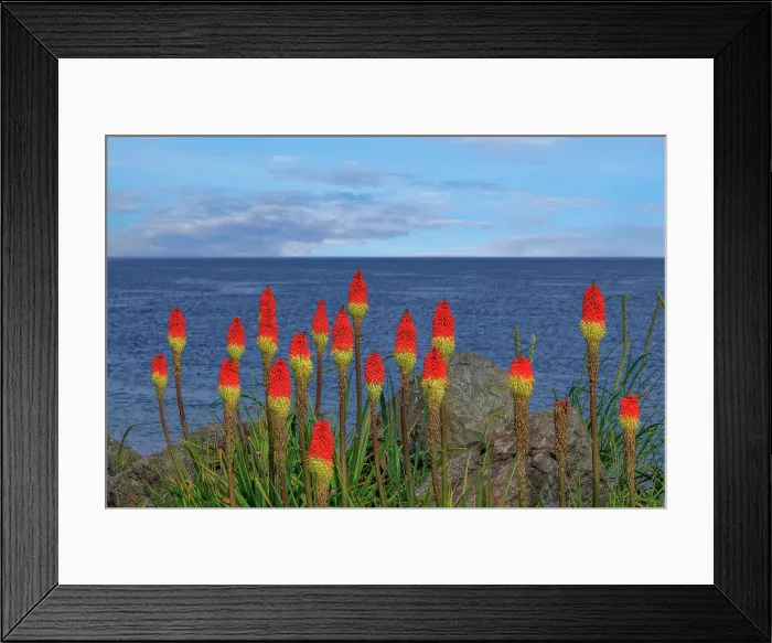 Framed Print : USA, Washington, Point No Point County Park. Red hot pokers plants and ocean Framed Print : USA, Washington, Point No Point County Park. Red hot pokers plants and ocean